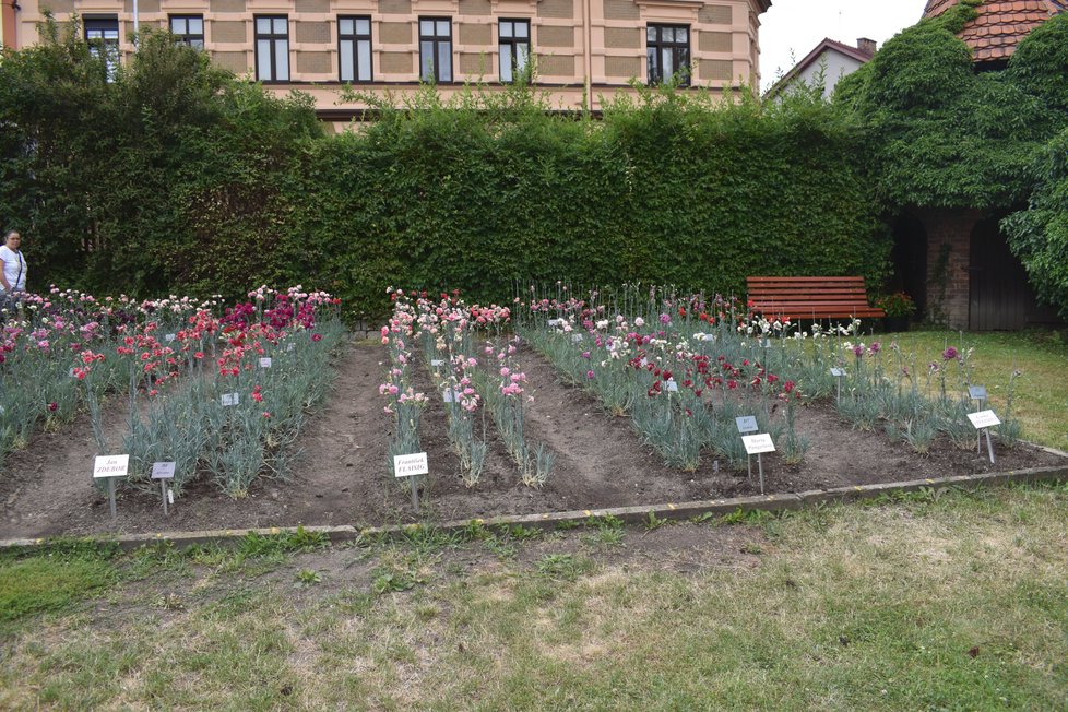 Výstava karafiátů v zahradě klatovských karafiátníků nedaleko centra města.