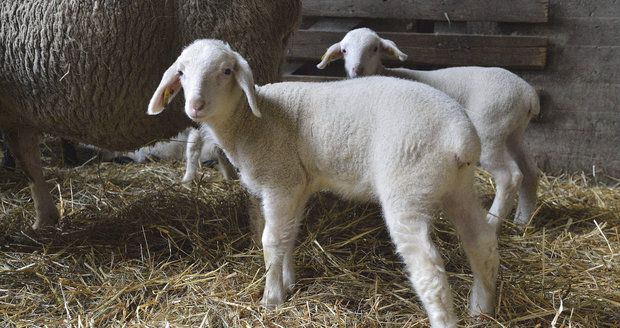 Karel Gott si pořídil na chalupu v Doubici dvě ovečky, které mu tam spásají trávu.