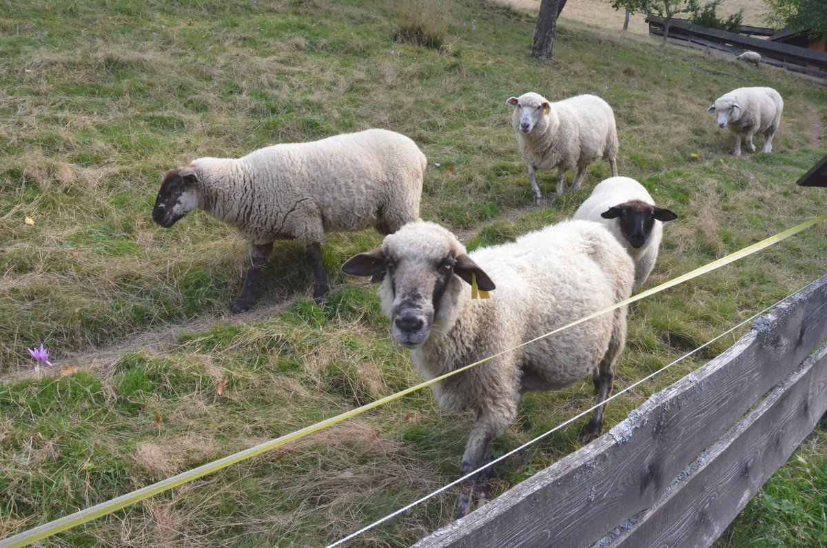 Karel Gott si pořídil na chalupu v Doubici dvě ovečky, které mu tam spásají trávu.