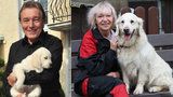 Žena, která má Gottova psa: Když Ivana Stellu přivezla, stalo se něco nečekaného!