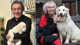 Karel Gott (†80) a jeho Stella (†10) jsou zase spolu: Fenka měla zpěváka omotaného kolem packy, říká cvičitelka