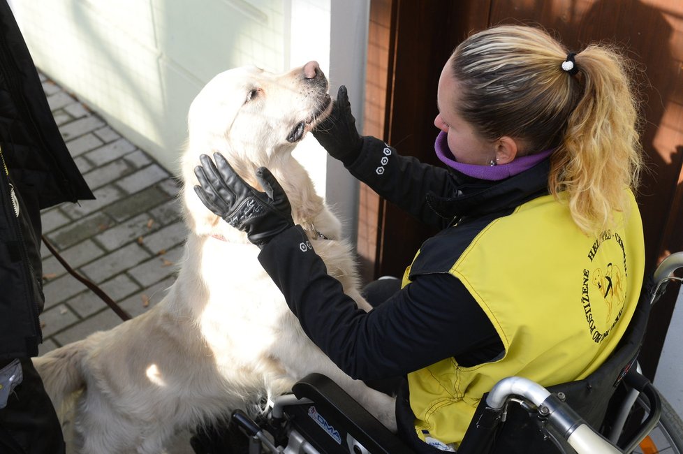 Při setkání s handicapovanými lidmi musí být pes v klidu a musí se od nich nechat pohladit nebo chytit. S podobnými situacemi se často setká v domovech důchodců nebo v nemocnicích.