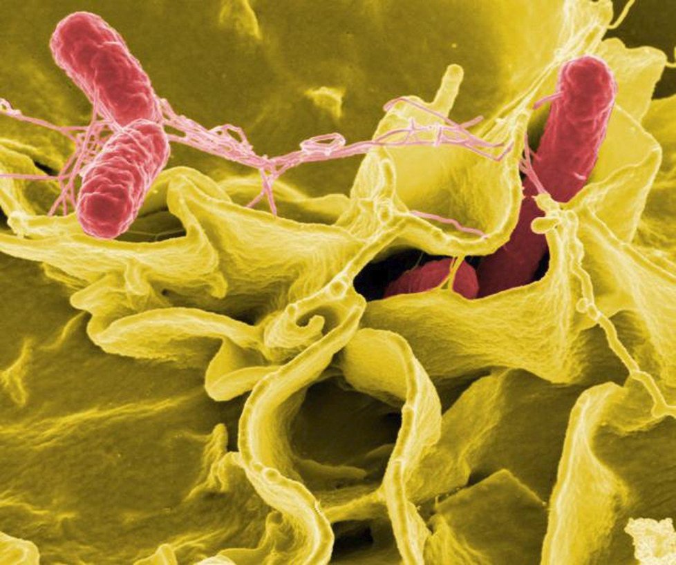 Bakterie salmonella způsobují celou řadu střevních onemocnění.