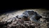 Ohavný nález na japonské pláži: Obyvatelé našli 30 chráněných želv ubodaných do krku