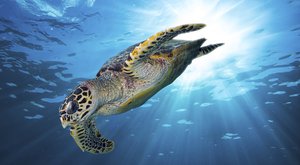 25+: Nejohroženější želvy světa