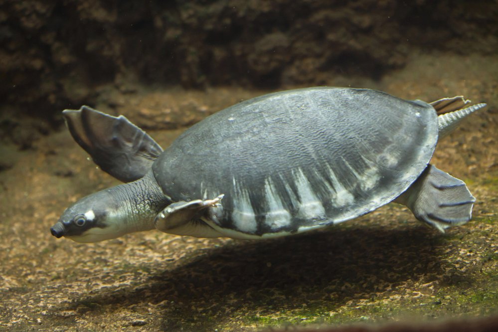 Karetku novoguinejskou (Carettochelys insculpta) zařazenou do kategorie zranitelný druh, ohrožuje hlavně sběr jejích vajec