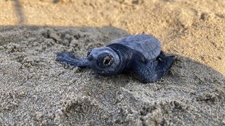 Turisté se dojímají nad líhnutím karet na Kefalonii. Pláže jsou přitom pro želvy často smrtící pastí Turisté se dojímají nad líhnutím karet na Kefalonii. Pláže jsou přitom pro želvy často smrtící pastí