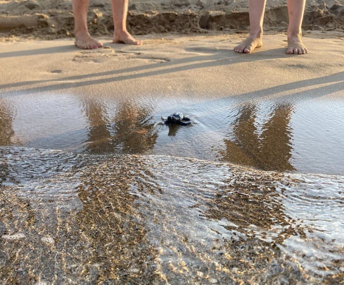 Některé karety vstupují do moře i s obecenstvem za zády. Některé karety vstupují do moře i s obecenstvem za zády.