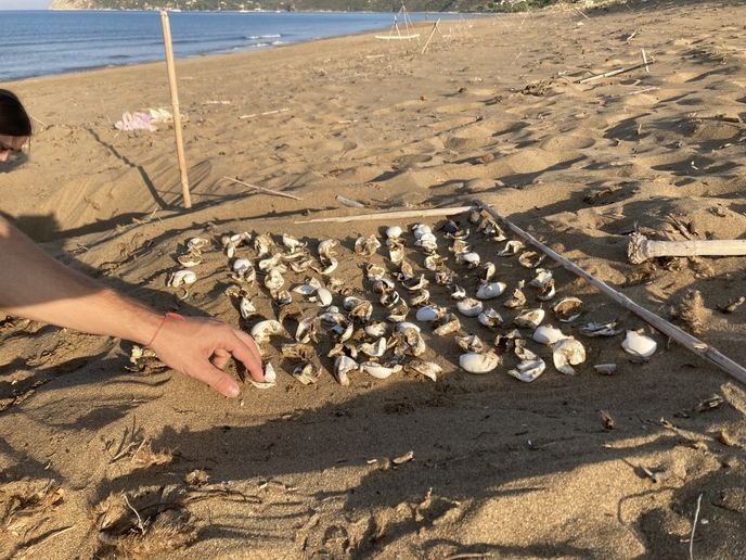 Karety kladou až devadesát vajec v jedné snůšce. Karety kladou až devadesát vajec v jedné snůšce.