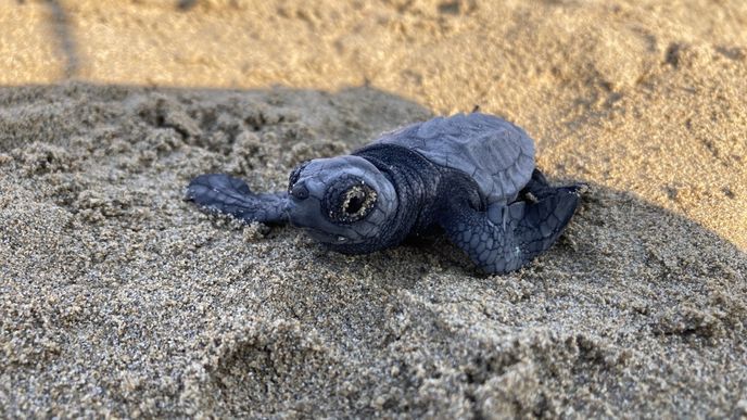 Kareta obecná na cestě k moři Kareta obecná na cestě k moři