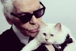 Karl Lagerfeld nedá bez své kotěte ani ránu