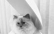 Kočka Karla Lagerfelda Choupette