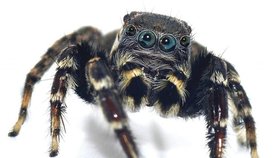 Pavouk je prý Karlovi nápadně podobný.