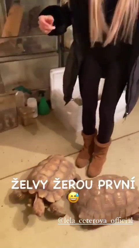 Karlos Vémola pořídil Lele želvu.