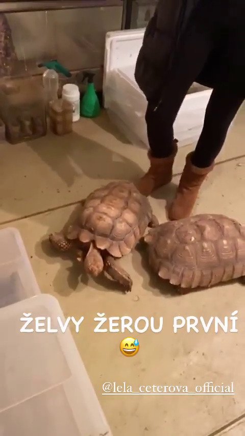 Karlos Vémola pořídil Lele želvu