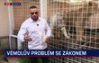 Vémola přijde o svého mazlíčka… Zoologické zahrady ho ostře kritizují kvůli nelegálnímu chovu bílé tygřice…