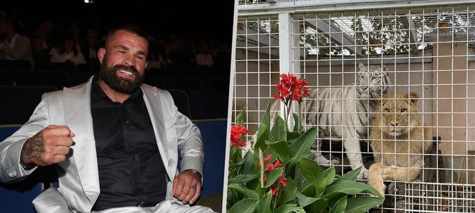 Veterináři versus Vémola: Případ zabavené tygřice bez drápů míří do rukou policie! Veterináři versus Vémola: Případ zabavené tygřice bez drápů míří do rukou policie!