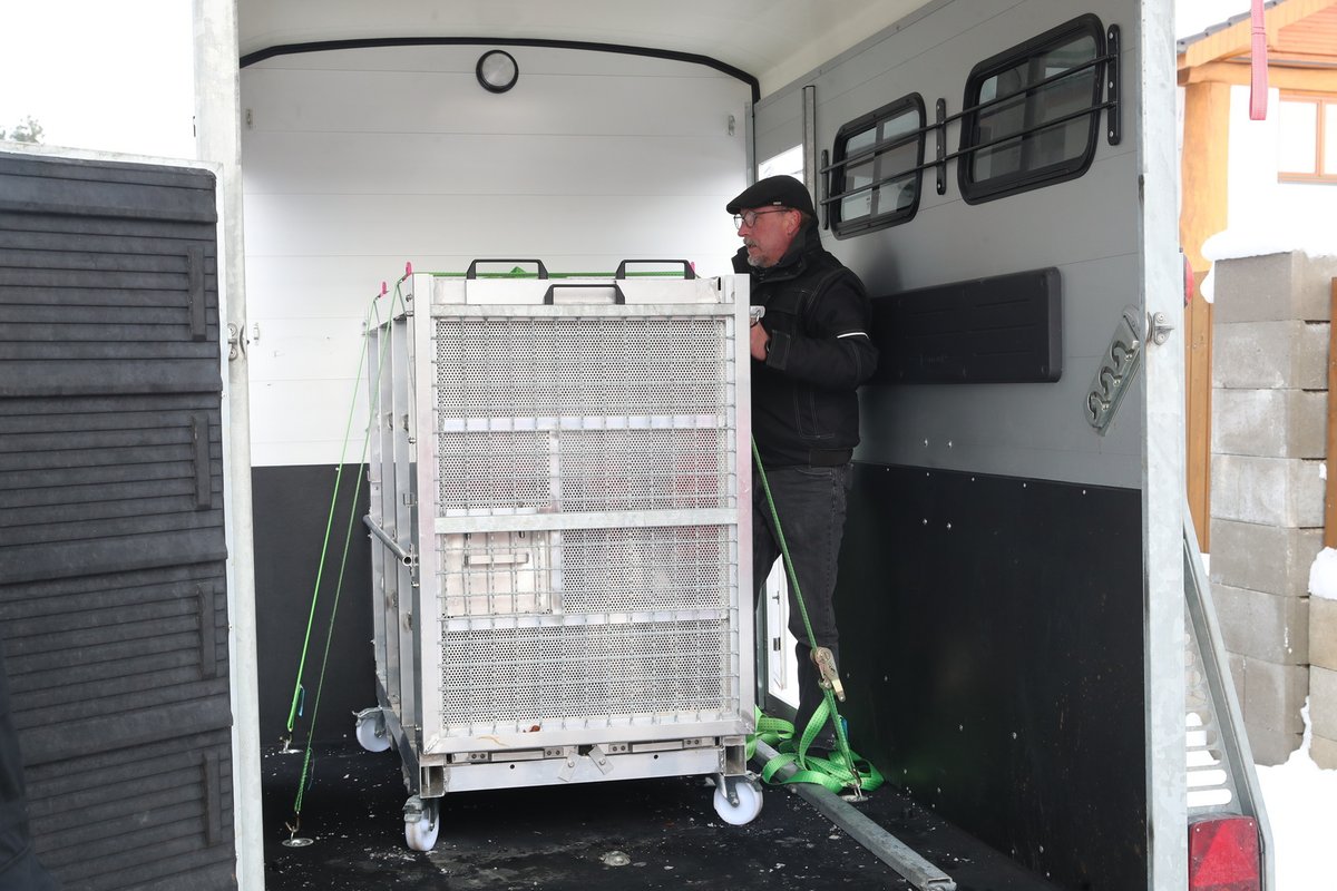 Bílá tygřice Antonia Ramba míří do Německa do zařízení TIERART Wild Animal Sanctuary.