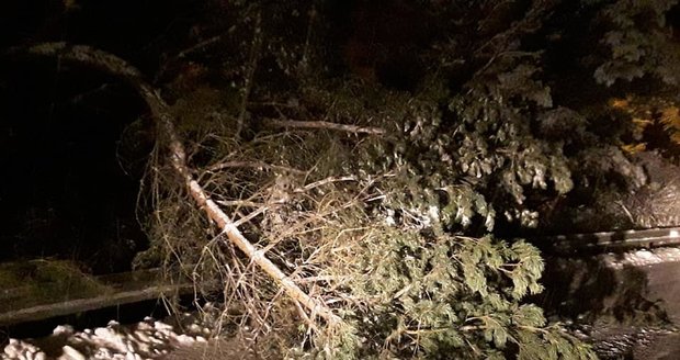 Spadané stromy kvůli sněhu v Karlovarském kraji (7.1.2021)