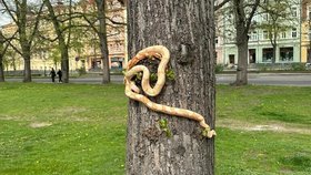 Hadi v parku v centru města mnohé vyděsili.