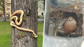 Strážníci z Karlových Varů vyjížděli k netradičním případům: Hadi na stromech a dravec v kanále!