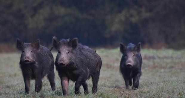 Prasečí mor sílí: Virus se může dostat i mimo ohraničené oblasti, varují veterináři