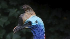 Chovatele na Floridě zabil obří nelétavý pták kasuár přílbový