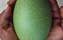 Samice kasuárů kladou 3 až 6 hráškově zelených vajec