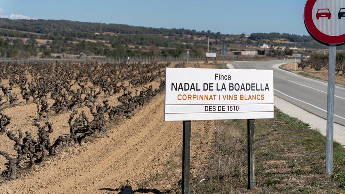 Vinice v Katalánsku trpěly v uplynulých měsících suchem.