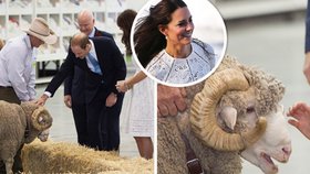 Williame, pořídime ti ovčí paruku, už to potřebuješ, žertovala Kate na velikonoční výstavě v Sydney