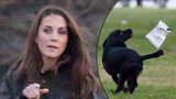 Vévodkyně Kate trénuje štěně na lov, ulovilo pytlík od brambůrků