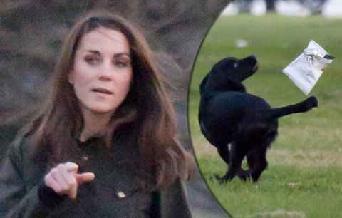 Vévodkyně Kate trénuje štěně na lov, ulovilo pytlík od brambůrků