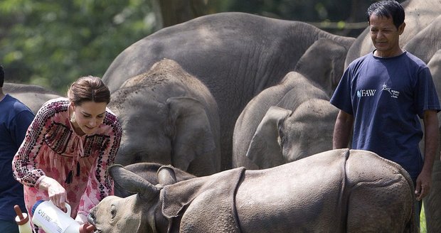 Vévodkyně Kate a princ William se mazlili s mláďaty slonů i nosorožců a krmili je.