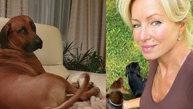 Kateřina Brožová a dramatická smrt psa: Nemohla ho ani pohřbít!