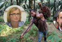EU chce jen prověřený palmový olej. Poc: Jsou v něm i toxiny