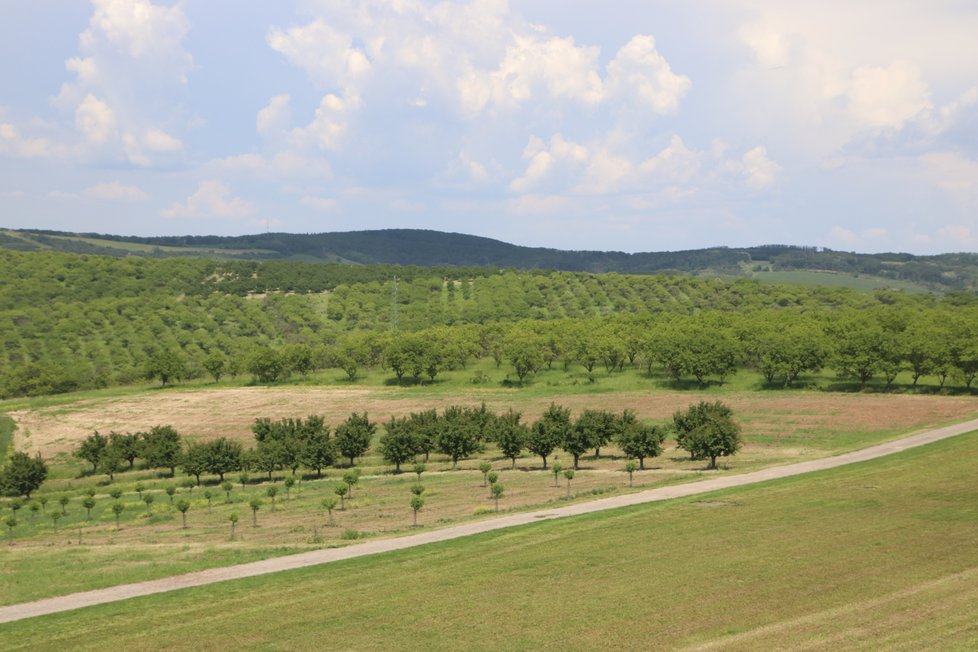 Hustopeče obklopují sady s mandloněmi. Dřív bylo kolem obce až 40 tisíc stromů, dnes je jich už jen 850 plodících.