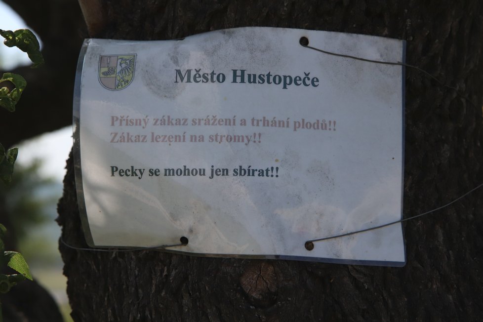 Město Hustopeče mandloně chrání pro další generace, mandle v peckách je ovšem možné na zemi sbírat.