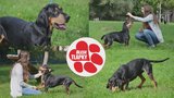 Yonda z kauzy Hulice zůstává ve spolku doživotně. Péče o něj je nákladná, pomohla by virtuální adopce