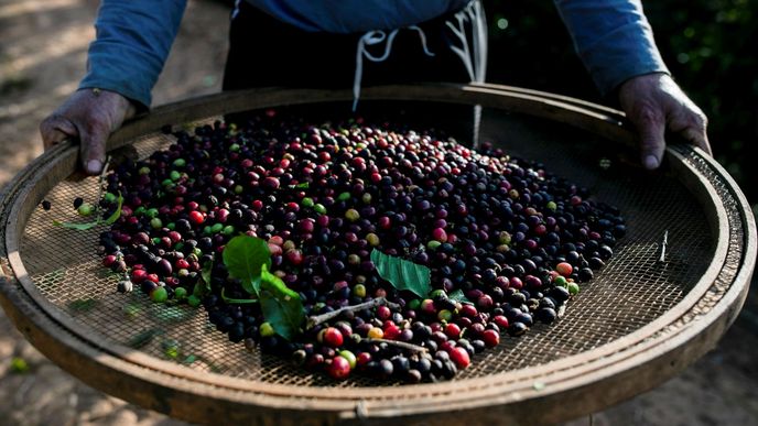 Úrodu kávy v Brazílii poškodily mrazy. Ceny kvůli tomu rostou