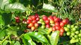 plody kávovníku zrají postupně, potěší vás tedy mnoha barevnými variacemi.