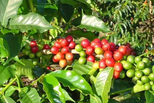 Kávovník je citlivá rostlina. Stačí trocha nerovnováhy a kvalita i kvantita úrody může být značně postižena.