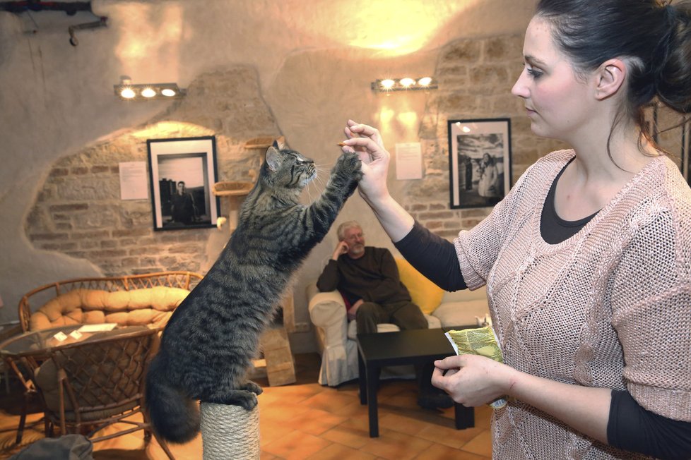 Kočičí kavárny jsou novým hitem.