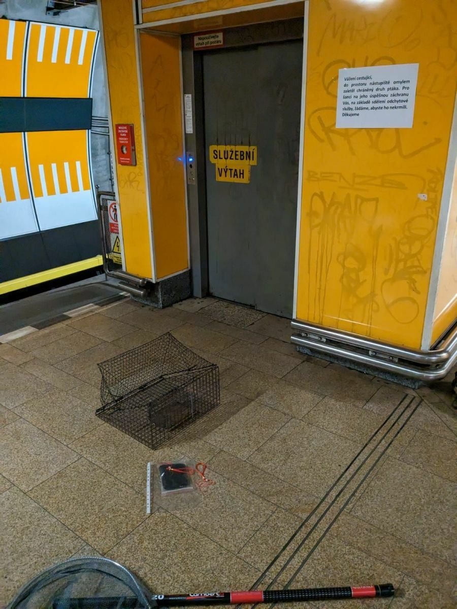 Chráněnou kavku, která se zabydlela ve stanici metra Kobylisy, se podařilo odchytit po více než 14 dnech
