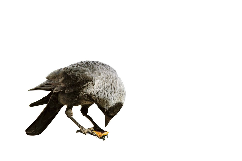 Krkavcovití (na obr. kavka obecná – Corvus monedula) si běžně pomáhají nohou při zpracování potravy