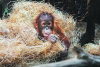 Mládě orangutana v Zoo Praha zvědavě okukuje návštěvníky i chovatele: Kawi staví hnízda a baští listí