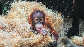 Mládě orangutana v Zoo Praha zvědavě okukuje návštěvníky i chovatele: Kawi staví hnízda a baští listí 