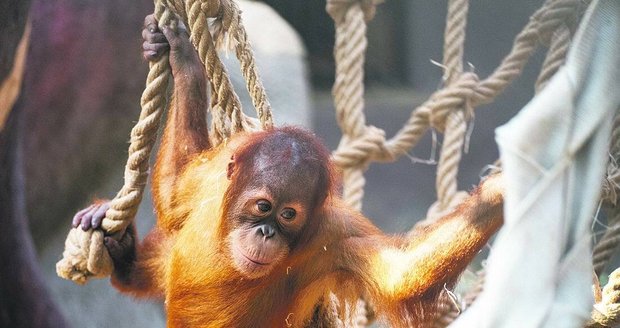Jako správný orangutan stále po něčem šplhá a nebo se houpe. 