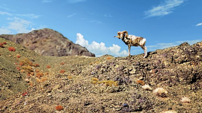 Středoasijská ovce argali je jedním z ohrožených druhů.