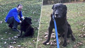 Podivné manévry kolem psa s rakovinou: Útulek ho nechtěl nikomu dát, teď tají, kam zmizel