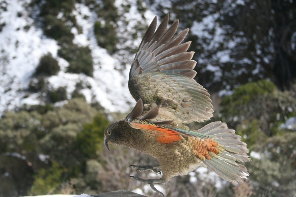 Papoušek kea